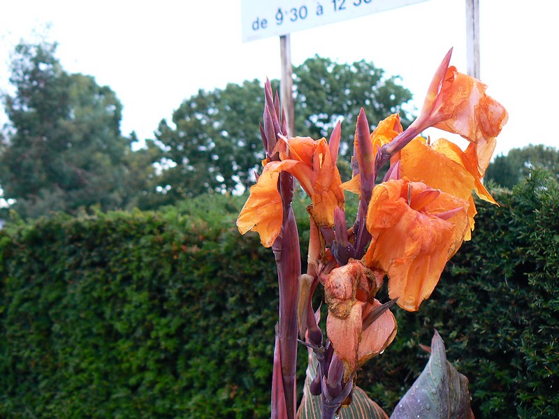 fleurs du donjon: fleur du donjon 024